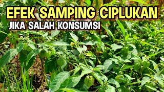 BAHAYA CIPLUKAN JIKA SALAH KONSUMSI | Physalis angulata | CECENDET | EFEK SAMPING CIPLUKAN