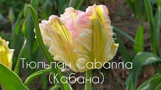 Изысканный Тюльпан Cabanna (Кабана)-сорт Свадебное настроение