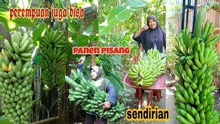 KUMPULAN PANEN PISANG TERPANJANG [LONGEST BANANA HARVEST VIDEO COLLECTION]