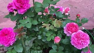 Роза Принцесс Александра оф Кент David Austin, роза Шартрёз де Парм чайно-гибридная.