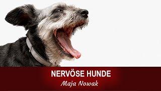 NERVÖSE HUNDE BRAUCHEN DASSELBE WIE NERVÖSE MENSCHEN - von Maja Nowak