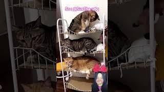 KUCING LUCU WAKTU NYA BOBO ⁉️@SusCha-v6g #shorts #Funny #dubbing