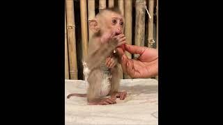 #awesomemonkey #animalphotos #cute #amazingmonkey #animalpictures #monkey4u #cuteanimals #lovley