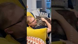 Every Cat Owner’s Biggest Struggle  #catdad #mainecoon #catlover