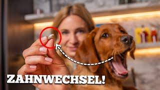 Zahnen beim Welpen: So hilfst du deinem Hund beim Zahnwechsel! 