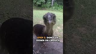 How to Survive Cassowaries #shorts