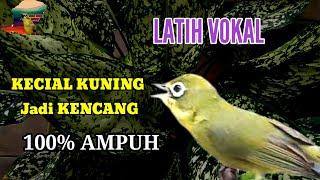 LATIH VOKAL KECIAL KUNING JADI KENCENG, 100% AMPUH