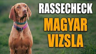 Magyar Vizsla Rassecheck  - Rasseportrait, Rassebeschreibung, Informationen zur Rasse und Erziehung