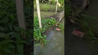 AKIBAT MANCING PAKE UMPAN CACING TANAH DAPAT IKAN PURBA