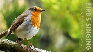Birds Singing - 11 Hour Bird Sounds Relaxation, Soothing Nature Sounds, Birds Chirping