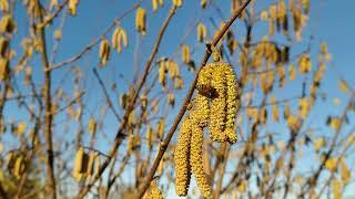 Abeilles sur le Noisetier @lesabeillesdupreolan