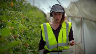 Could you be a fruit picker?