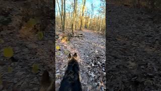 VLOG snippet walking through forest ‍  #dog #germanshepherd #doglife #gsd #dogshorts #doglover