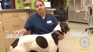 Directional Terms in Veterinary Medicine