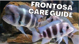 Frontosa Care Guide (BIG and BEAUTIFUL)