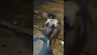 Tigers love fights#thegerman #indianvlog #dailyvlog #dogvideo #smartdog