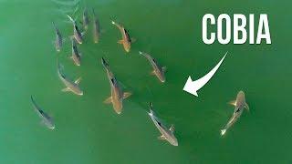 Incredible Drone Fishing for Cobia