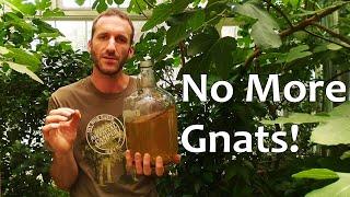 The BEST Fungus Gnat Killer [Actually Works!] 5 Yrs Gnat-Free and Counting!