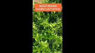 ಕಾಮಿನಿ ಬೇಸಾಯ/KAMINI CULTIVATION