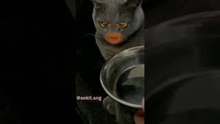 Billi bangla billu funny video new 