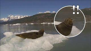 Technology Spooks Sleeping Seal