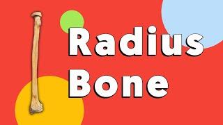 Radius bone side determination- Right or Left side | TCML and ENMEDER