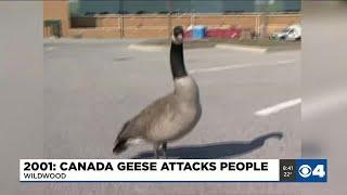 News 4 Throwback: Wildwood geese attack in 2001