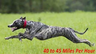 TOP 10 FASTEST DOG BREEDS IN THE WORLD!!!