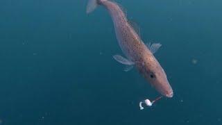 IFISHTV Marion Bay King George Whiting