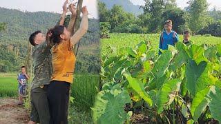 Digging taro to sell, finishing the green bean trellis, Hanh and her son's daily work