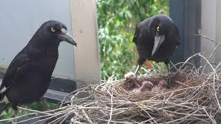 Charlotte and Bruce Currawong feeding the chicks