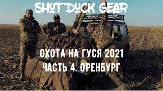 Goose hunting in Orenburg 2021| Hunting season| the best goose hunting