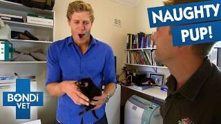 Casting Baby Tasmanian Devil's Broken Leg  Bondi Vet