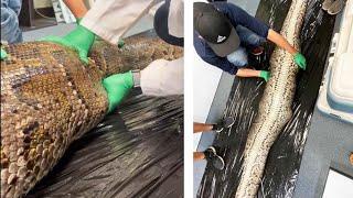 5-Foot Long Alligator Found Inside Burmese Python