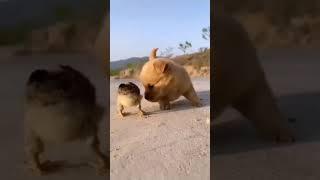 Amazing Super Dog : Best Bestie