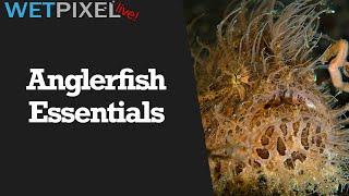 How to Make your Anglerfish Work