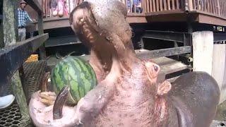Hippos Devour Whole Watermelons in One Bite