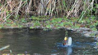 Nampak jelas jika rawa ini belum tersentuh pemancing #PR-144