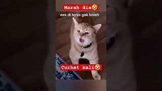 SUARA KUCING MARAH MARAH  #cat #anakkucingkampunglucu #catlover #kitten #anakkucingyanglucu #cute