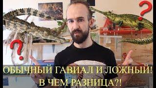 ЛОЖНЫЙ ГАВИАЛ (ГАВИАЛОВЫЙ КРОКОДИЛ) И ГАНГСКИЙ ГАВИАЛ! В чем разница?