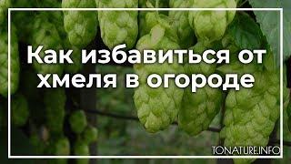 Как избавиться от хмеля в огороде? | toNature.Info