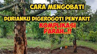 CARA MENGOBATI DURIAN BUSUK AKARBUSUK PANGKAL BATANGPENGGEREK BATANG‼KOMPLIKASI⁉️