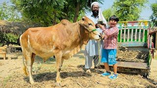 Finally ALHAMDULILLAH Qurbani ka Janwer le he leya  || Ali bht kush ho gaya ️ ||