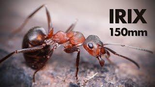 Irix 150mm f/2.8 Macro Lens Review (and sample photos)