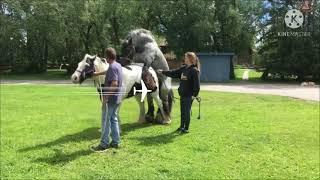 Horse maiting Mare/horse porn mare