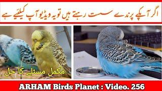 How to Treat a Lazy Australian Parrot |Solution| in Urdu / Hindi by |Arham|., Video. 256