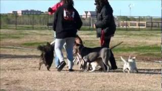 Chick gets bit and falls trying to stop dog fight!