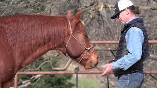 Biting horses- what you resist, persists...