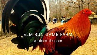 ELM RUN GAME FARM || the best farm owned by andrew bresee