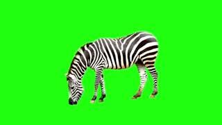 zebra greenscreen nocopyright video